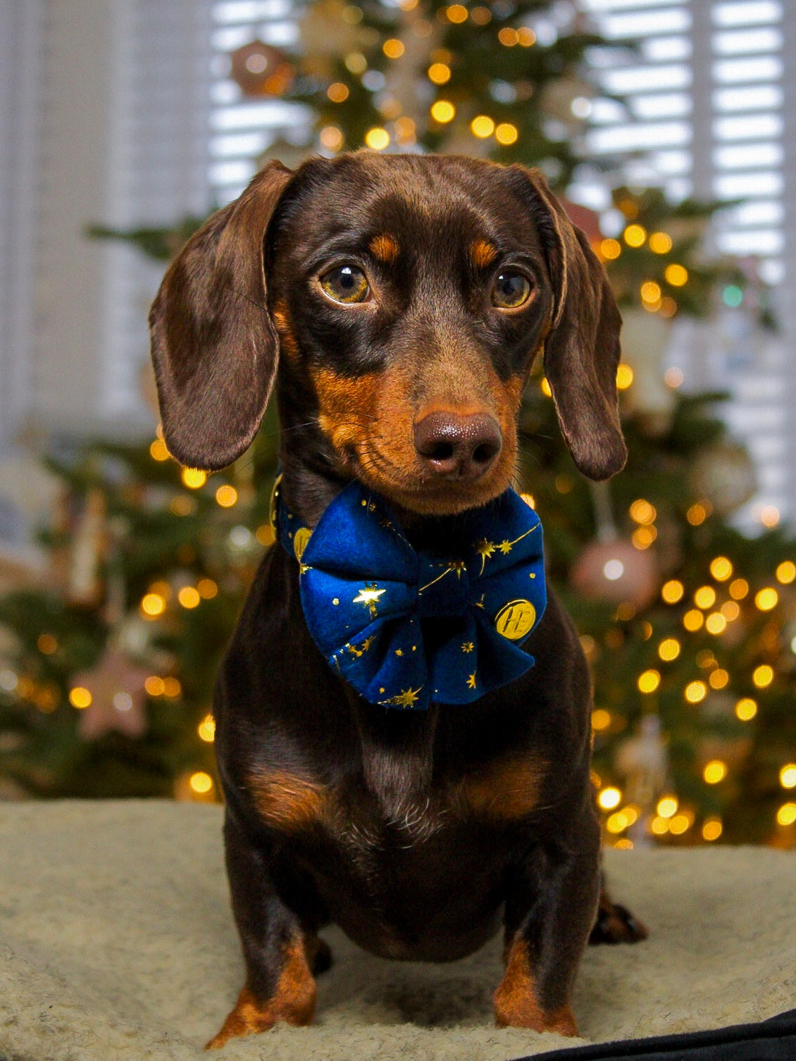 Sapphire Stars Velvet Harness