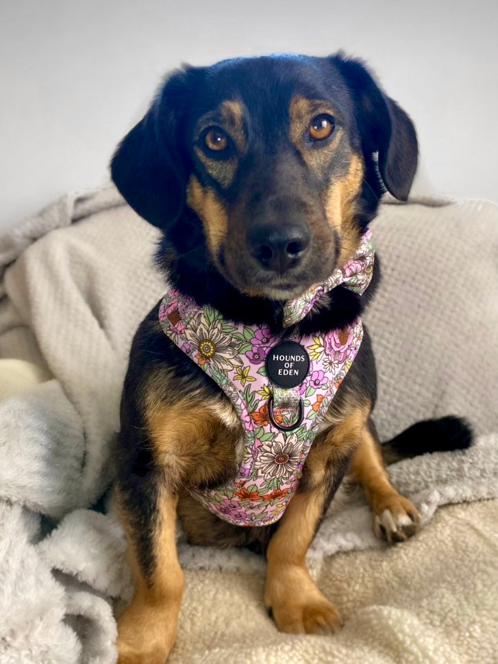 Wild Blossom- Design Dog Harness