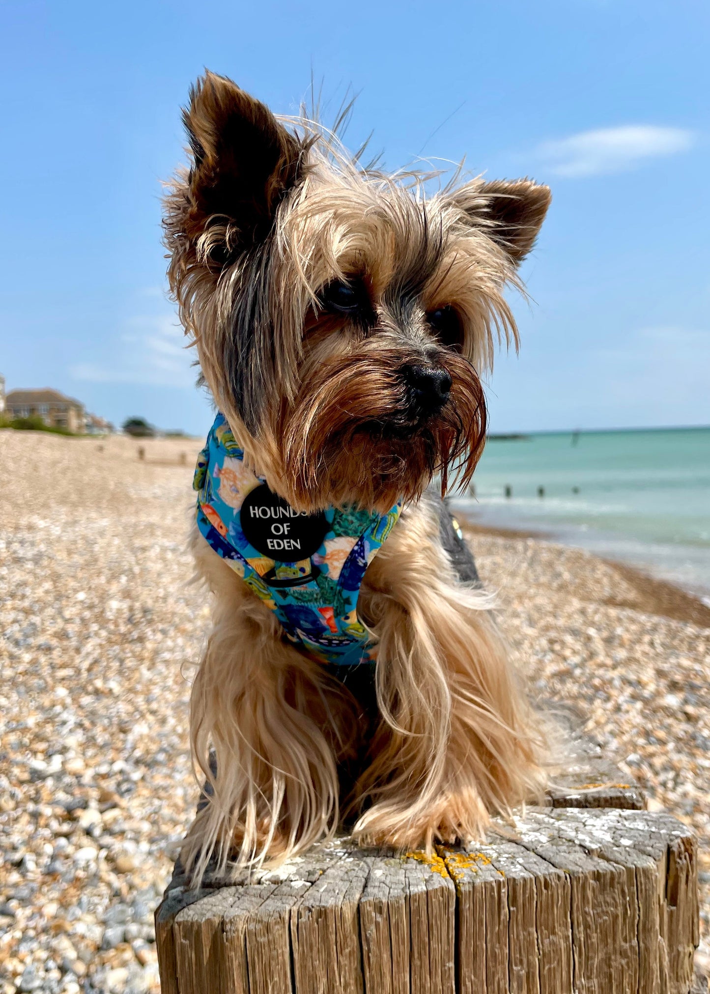 Under The Sea Design Dog Collar