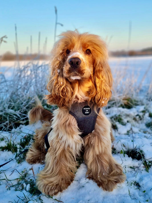 Max Tweed Effect Harness