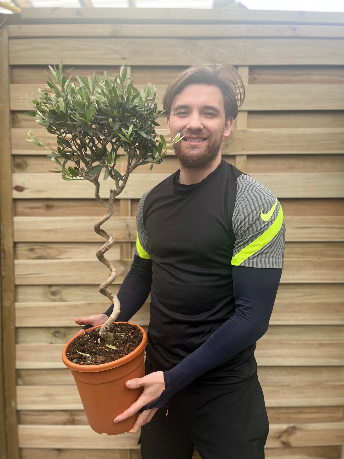 Corkscrew Stem Olive Tree | Hardy Evergreen Potted Tree | 100-100cm