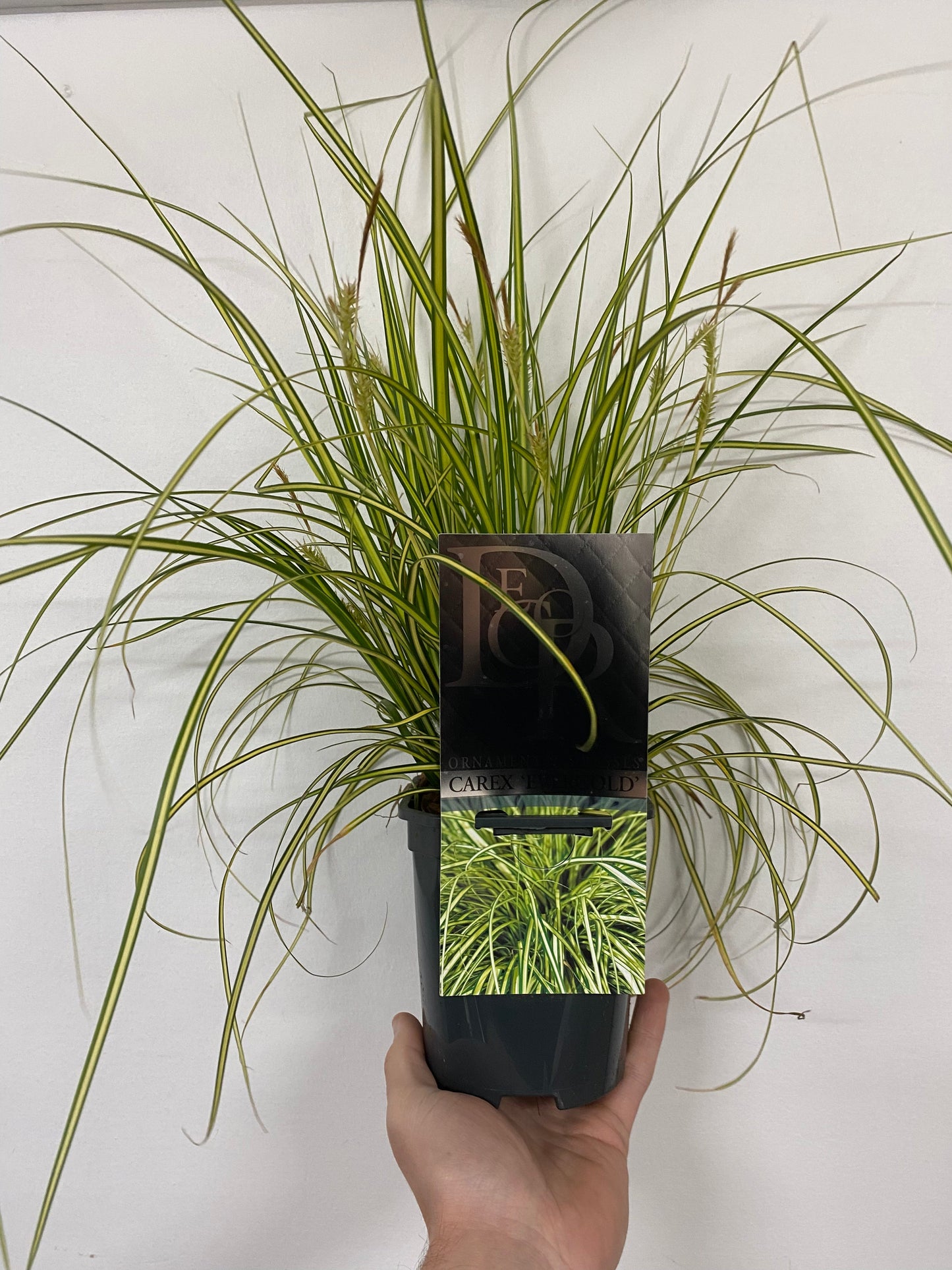 Carex oshimensis 'Evergold' Grass 8cm / 1L / 2L / 3L