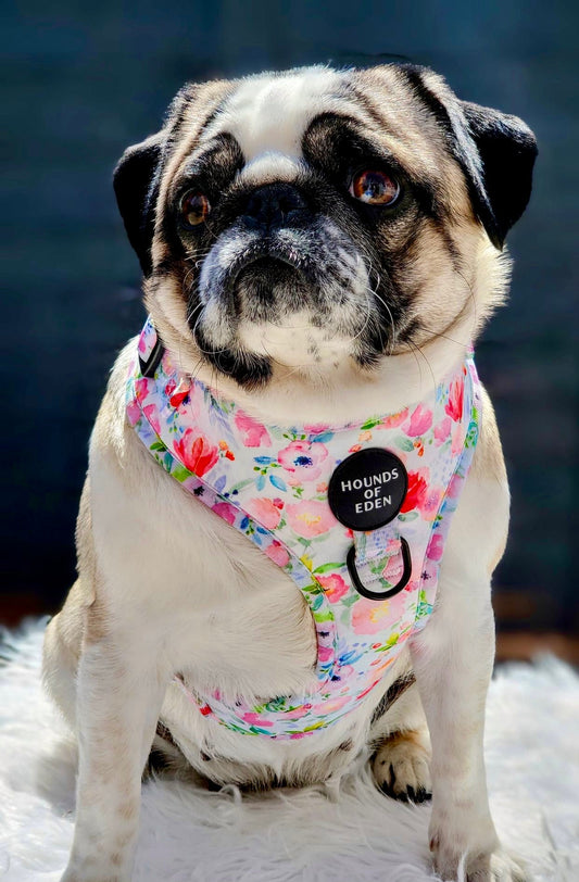 Ziggy's Secret Garden Design Dog Harness