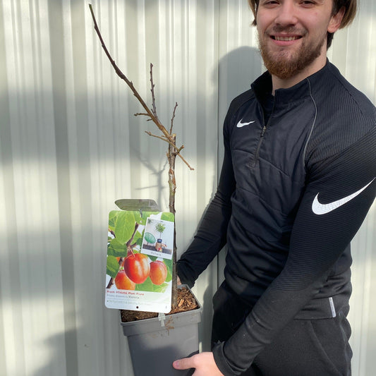 Victoria' Plum Tree 2L / 4L