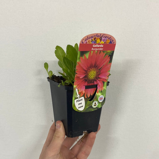 Gaillardia x grandiflora burgunder (9cm Pot)