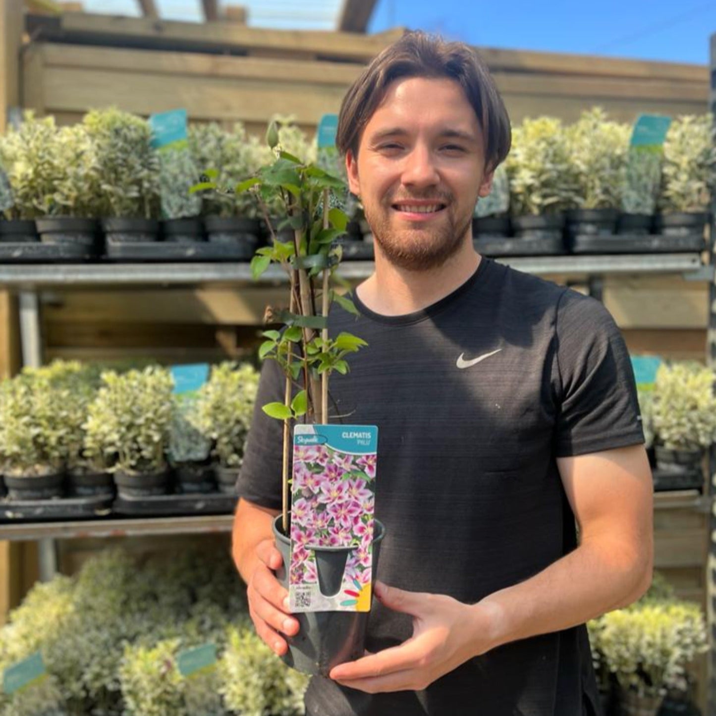 Clematis 'Piilu' 60cm