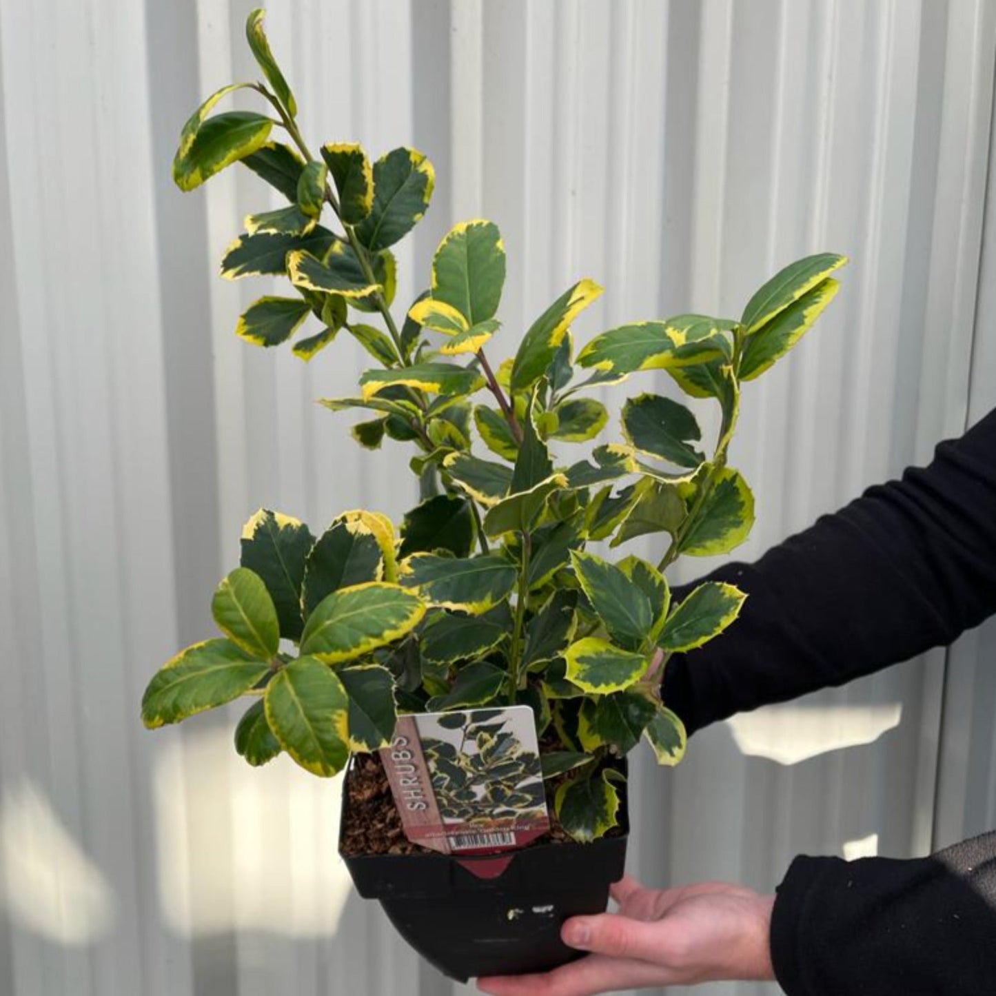 Ilex x altaclarensis  'Golden King' | Variegated Holly 9cm / 2L