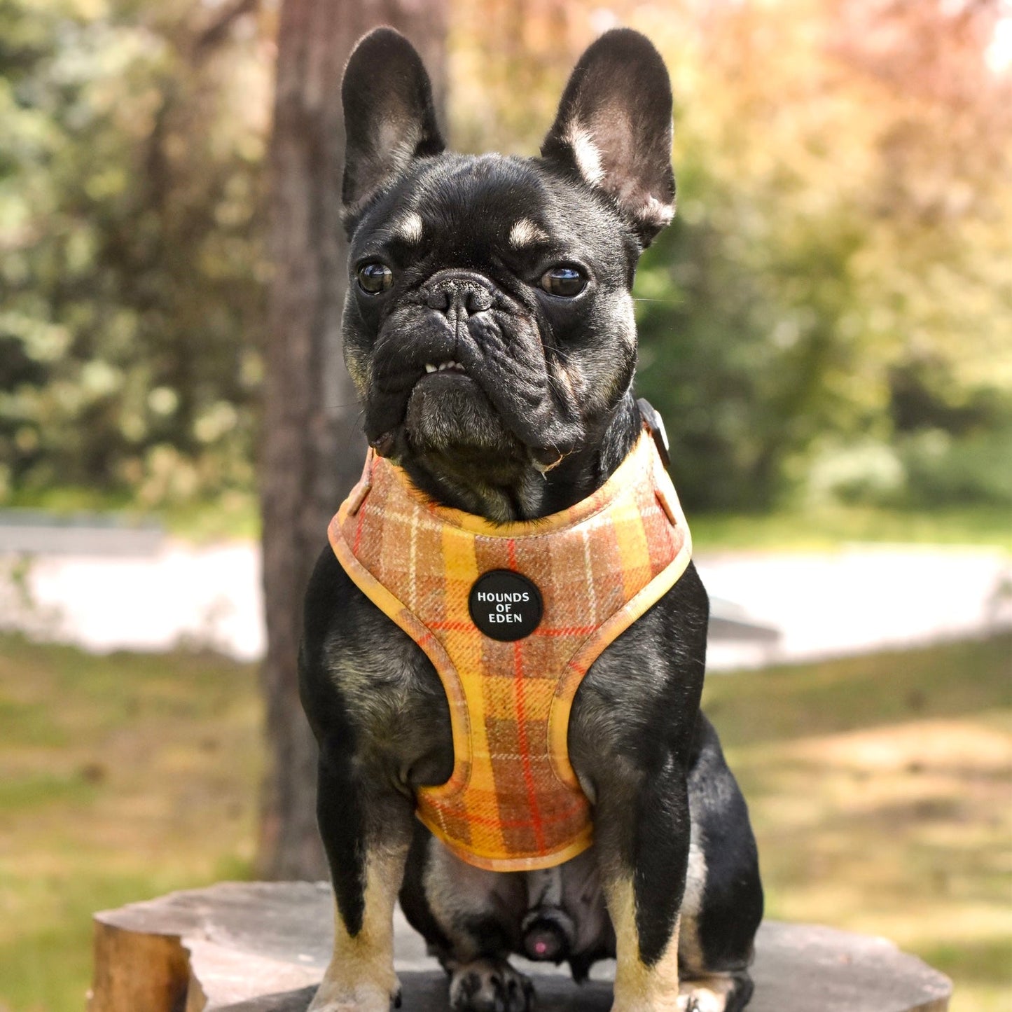 'Honey' - Yellow Check Dog Harness