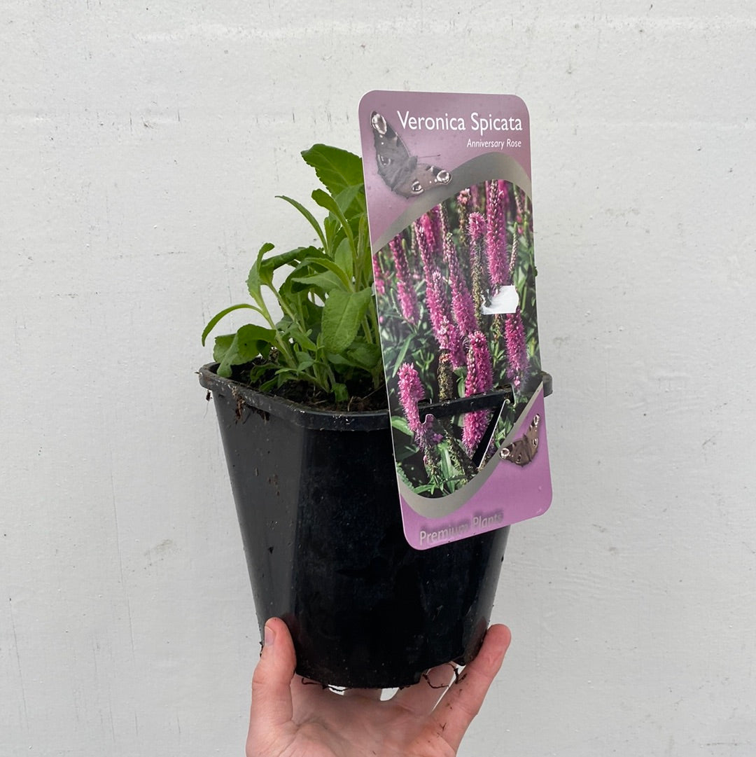 Veronica  'Anniversary Pink' 9cm/2L
