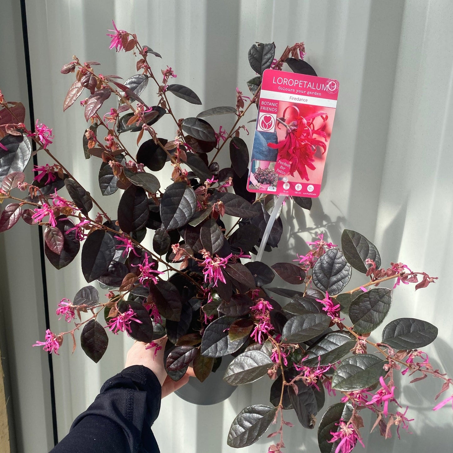 Loropetalum Chinense Fire Dance 2L