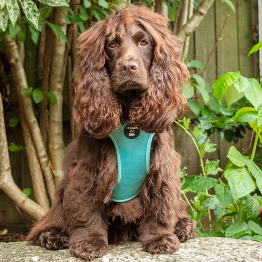 Tiffany's - Light Teal Velvet Dog Harness with Silver Metal Hardware