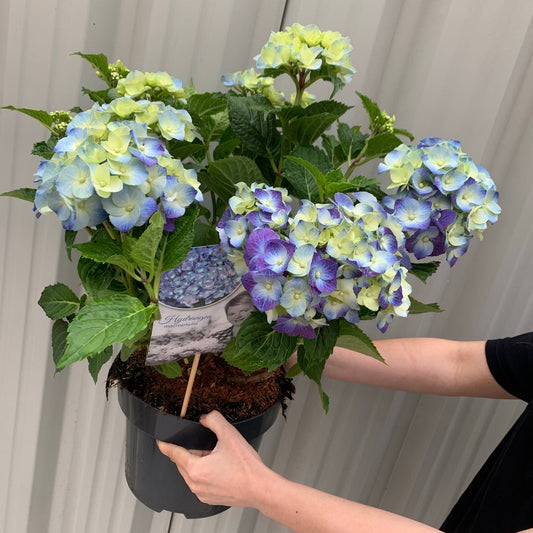 Hydrangea macrophylla 'Blue Ball' 9cm-5L