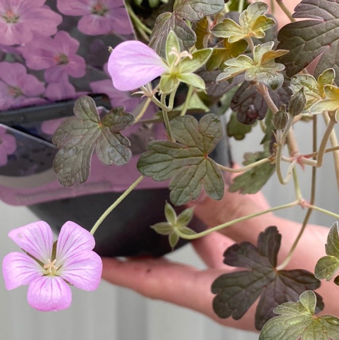 Geranium hybrida 'Dusky Crug' (Young Perennial)