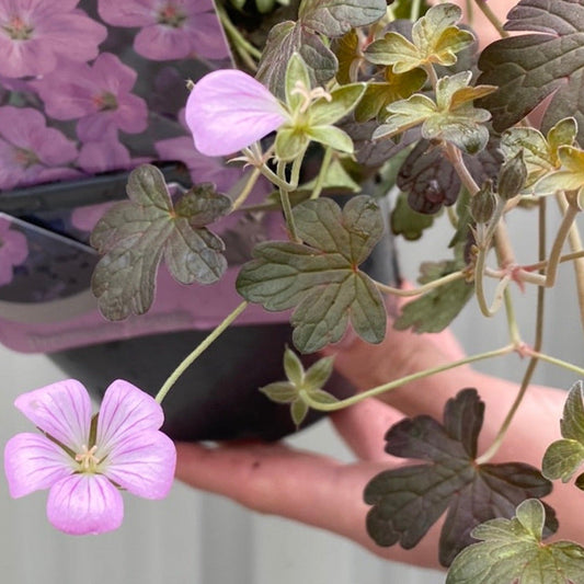Geranium hybrida 'Dusky Crug' (Young Perennial)