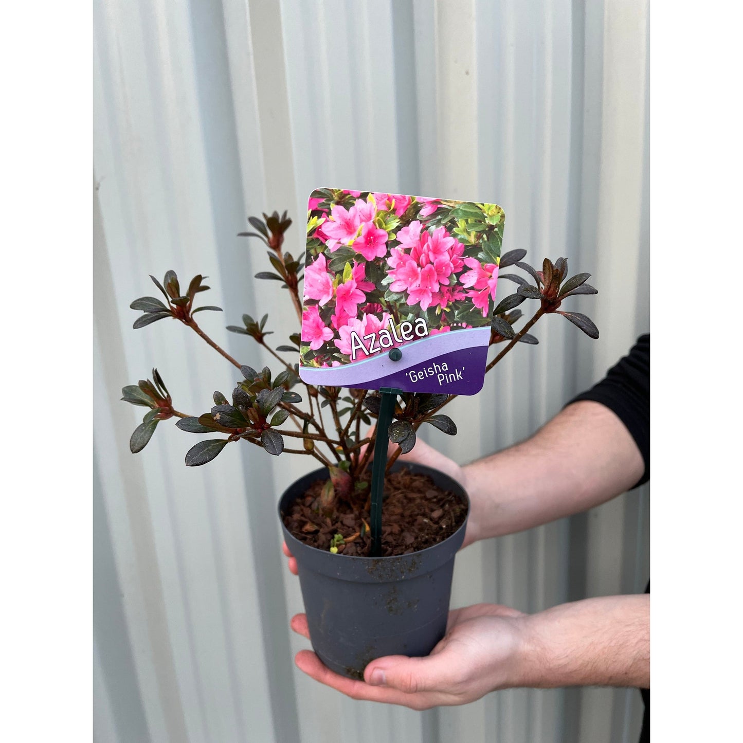 Azalea 'Geisha Pink' 1.5L