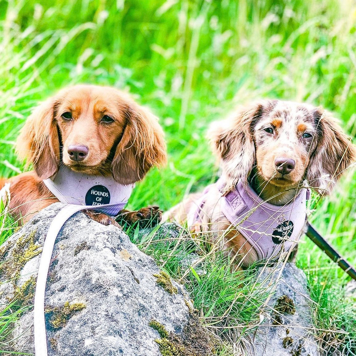 Lilac Dreams - Lilac Velvet Dog Harness with Rose Gold Metal Hardware