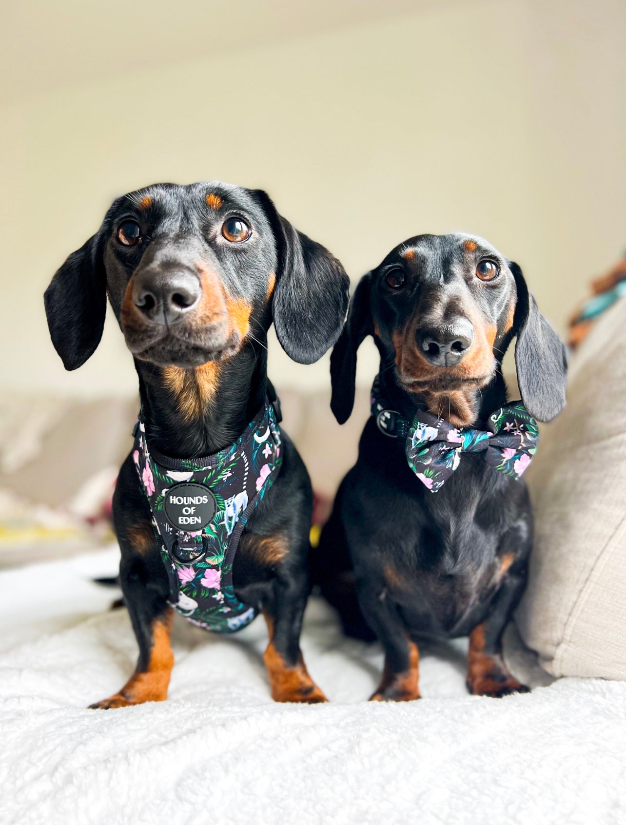 Midnight Madagascar Design Dog Collar