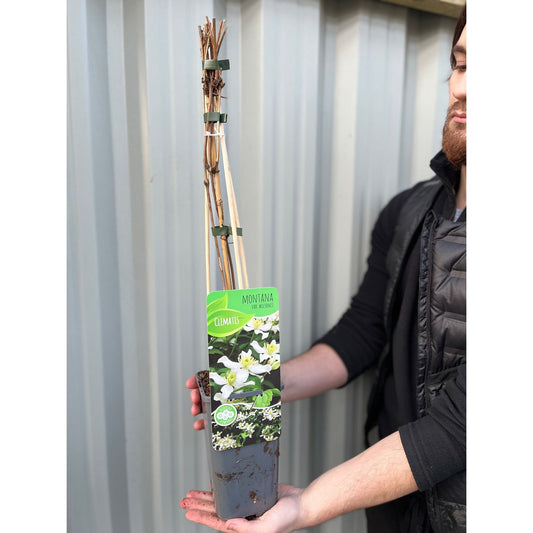 Clematis montana var. Wilsonii 60cm