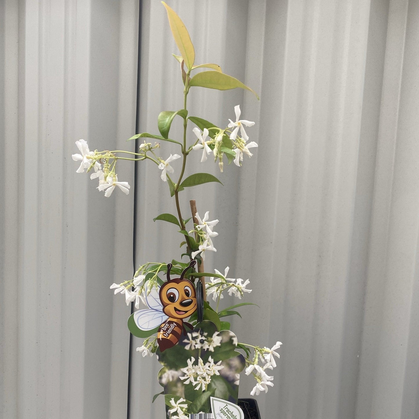 Evergreen Star Jasmine | Trachelospermum jasminoides | Climber