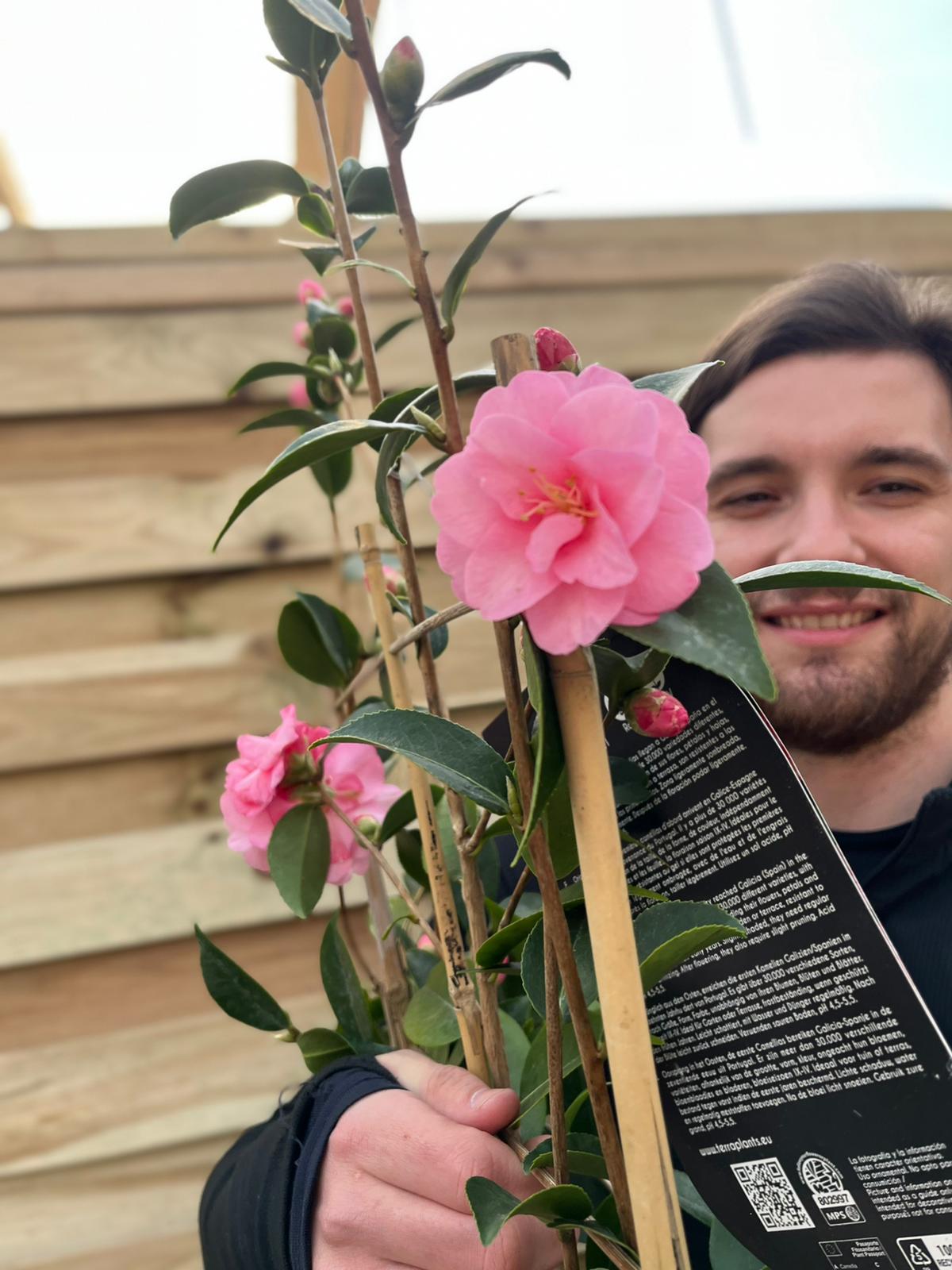 Camellia on frame 'Spring Festival ' 2L/5L