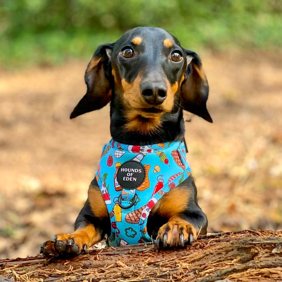 Grill 'n' Chill - Dog Harness