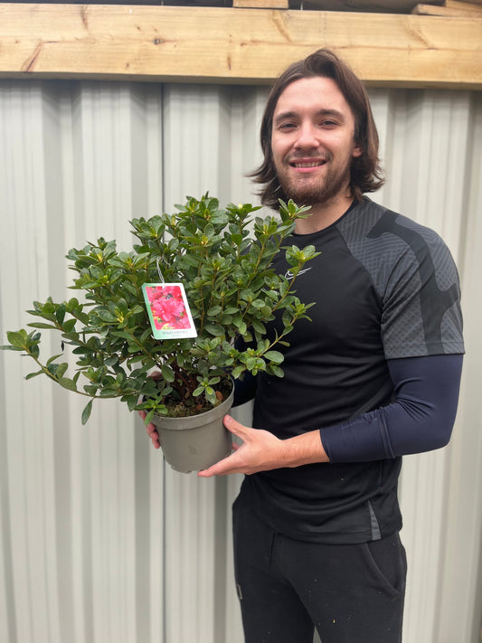 Azalea japonica 'Agadir' 1.5L