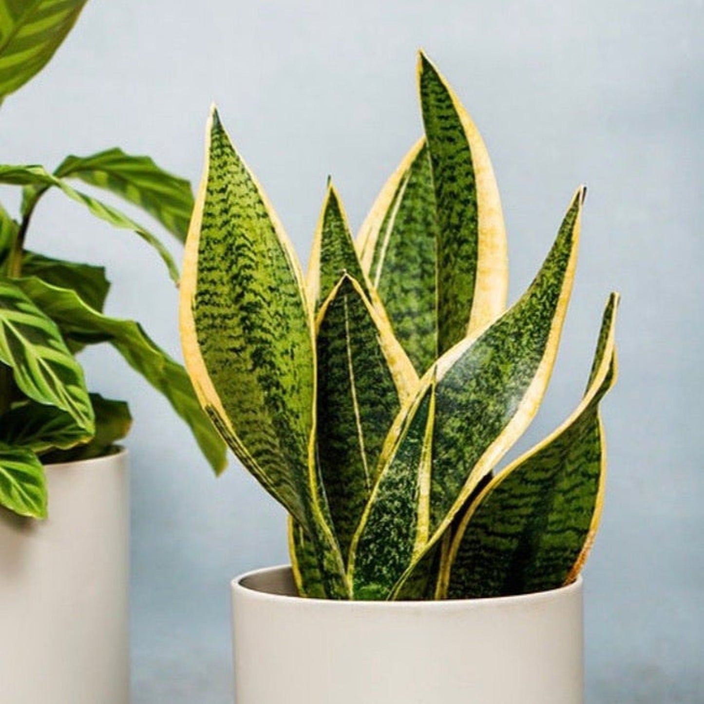 Sansevieria Futura Superba | Mother In Laws Tongue (Snake Plant) 30-35cm