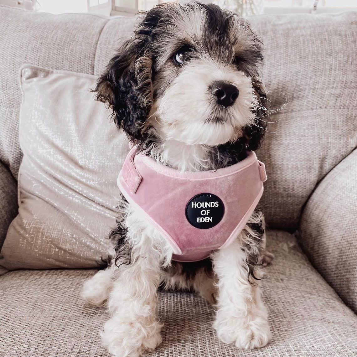 Lilac Dreams - Lilac Velvet Dog Harness with Rose Gold Metal Hardware