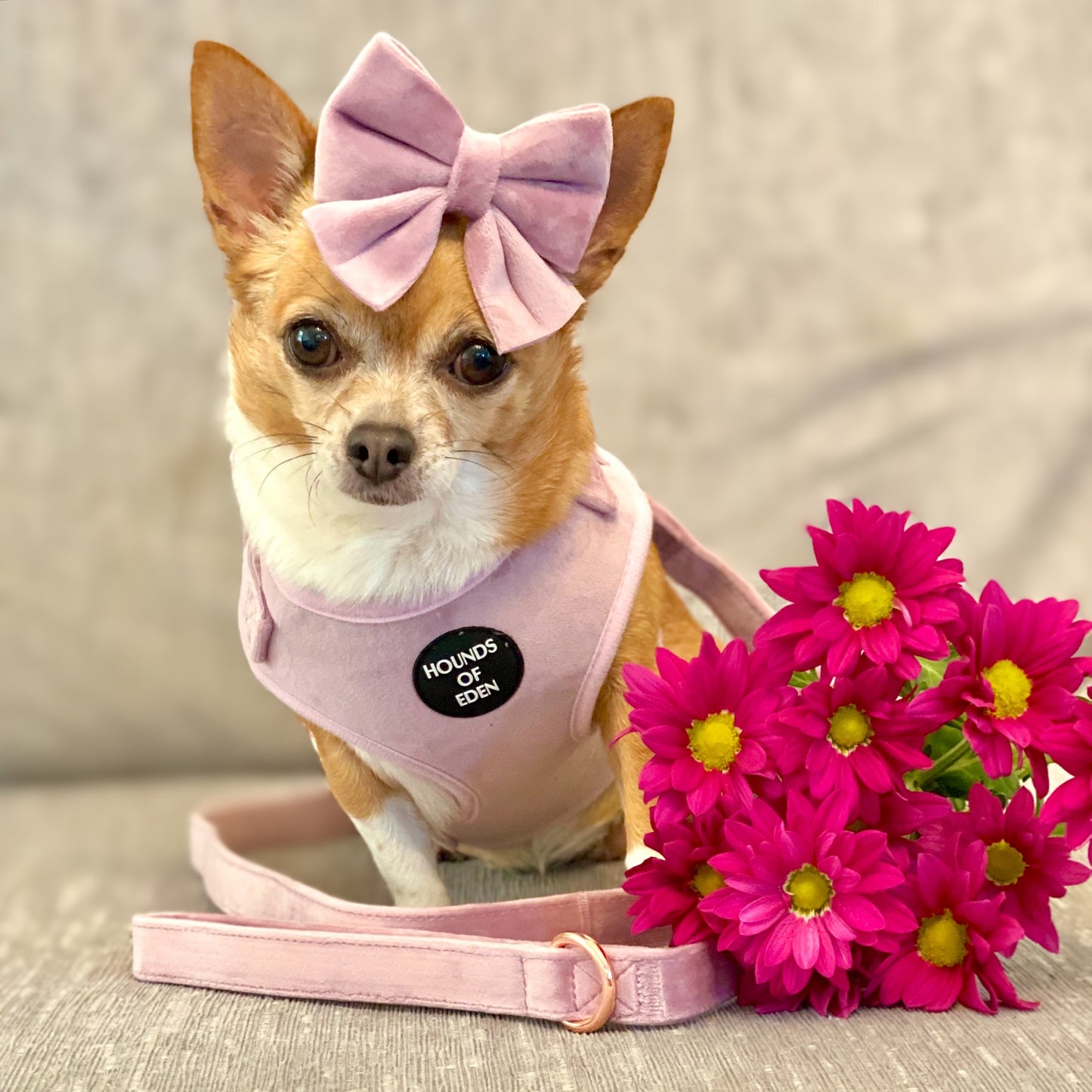 Lilac Dreams - Lilac Velvet Dog Harness with Rose Gold Metal Hardware