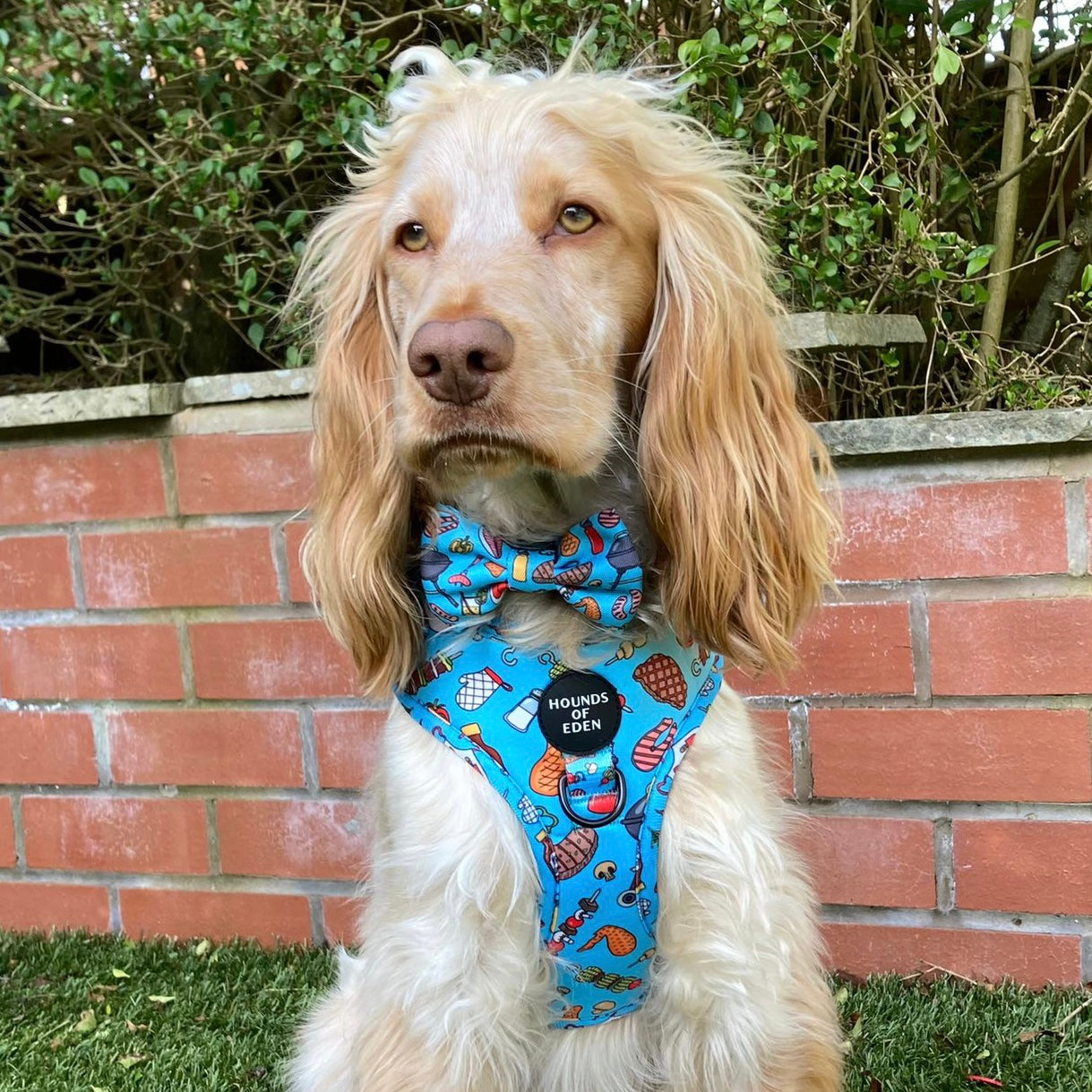 Grill 'n' Chill - Dog Collar