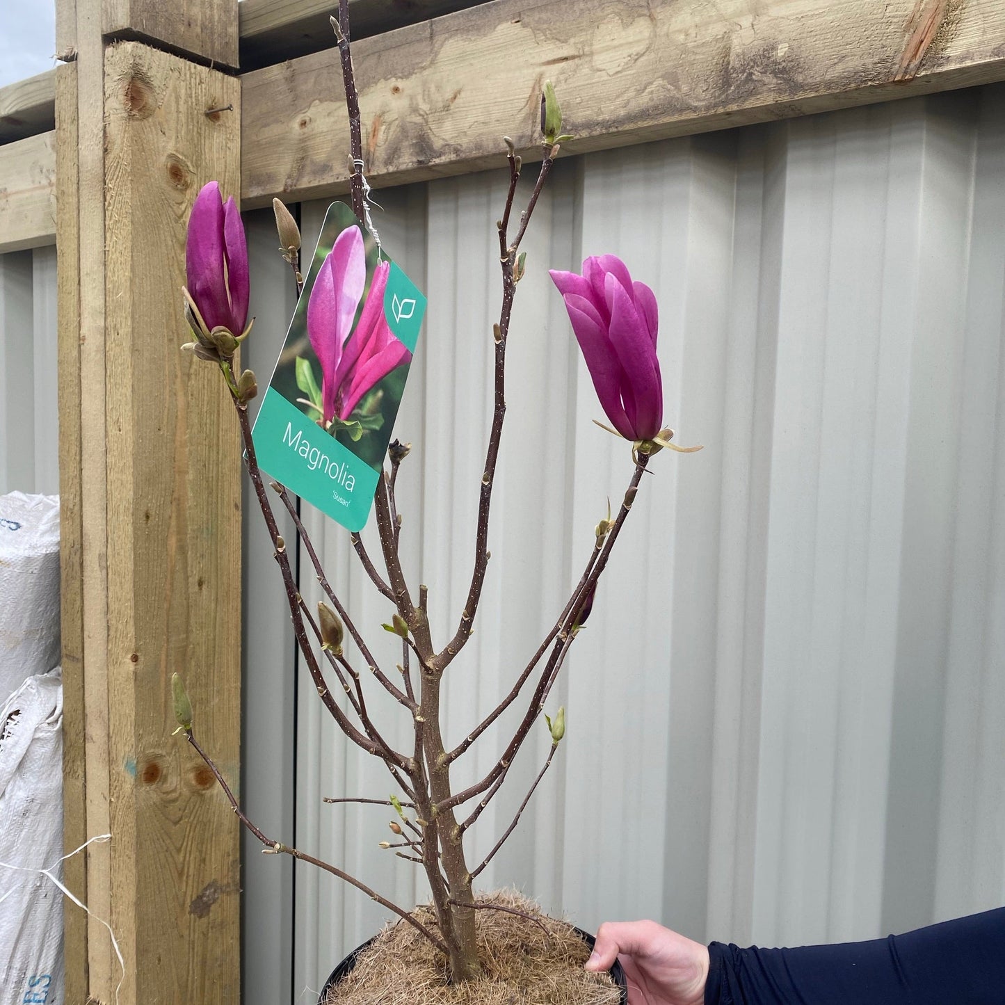 Magnolia 'Susan' 9cm - 3L