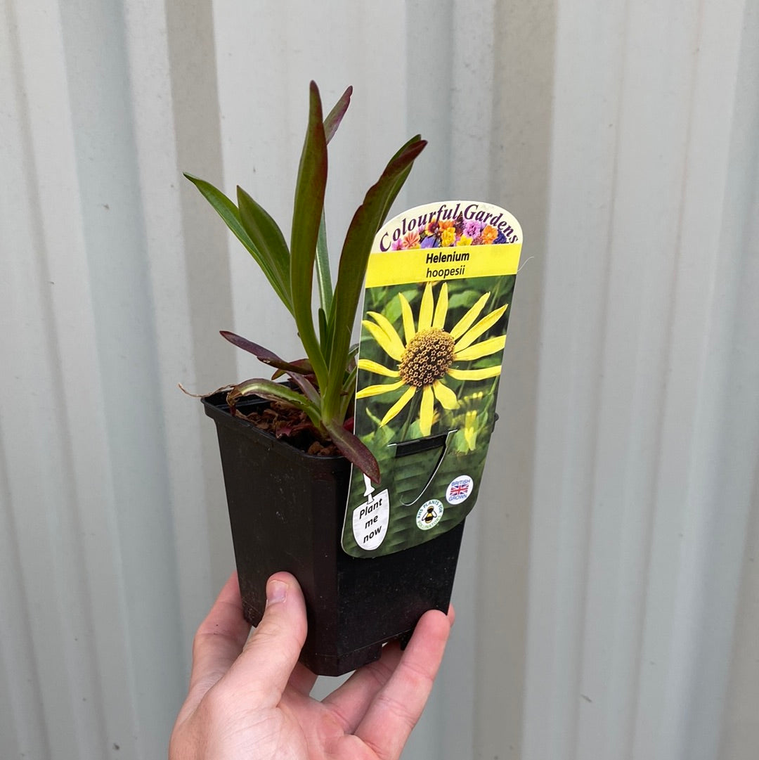 Helenium 'hoopesii' 9cm Pot