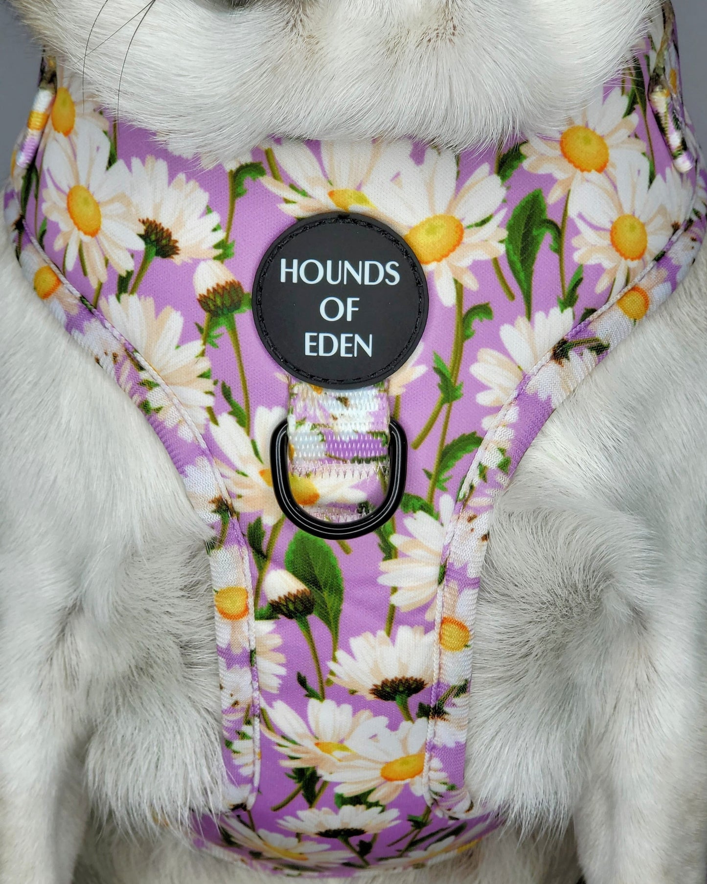 Daisy Dreams Design Dog Collar