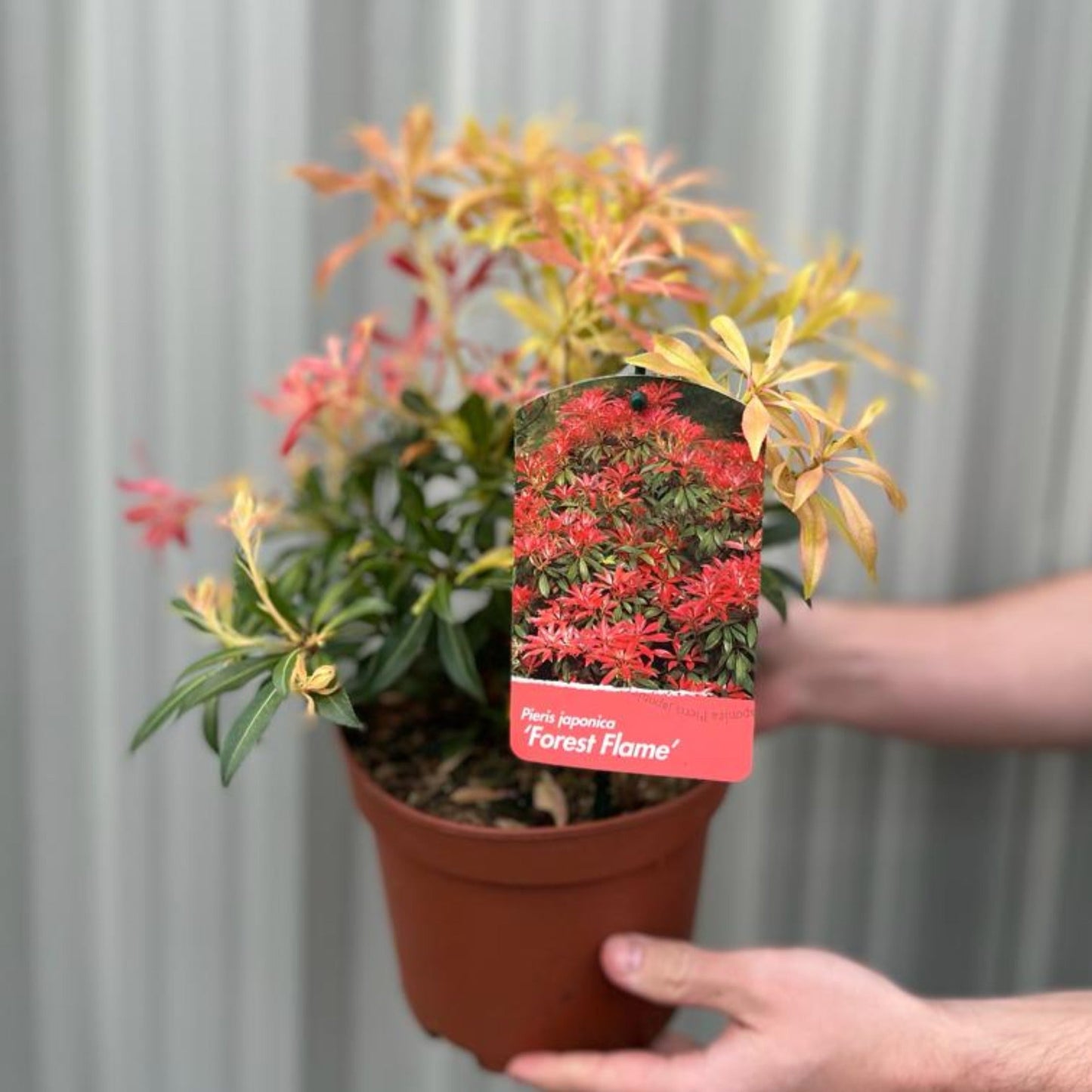 Pieris japonica Forest Flame (2 sizes available)