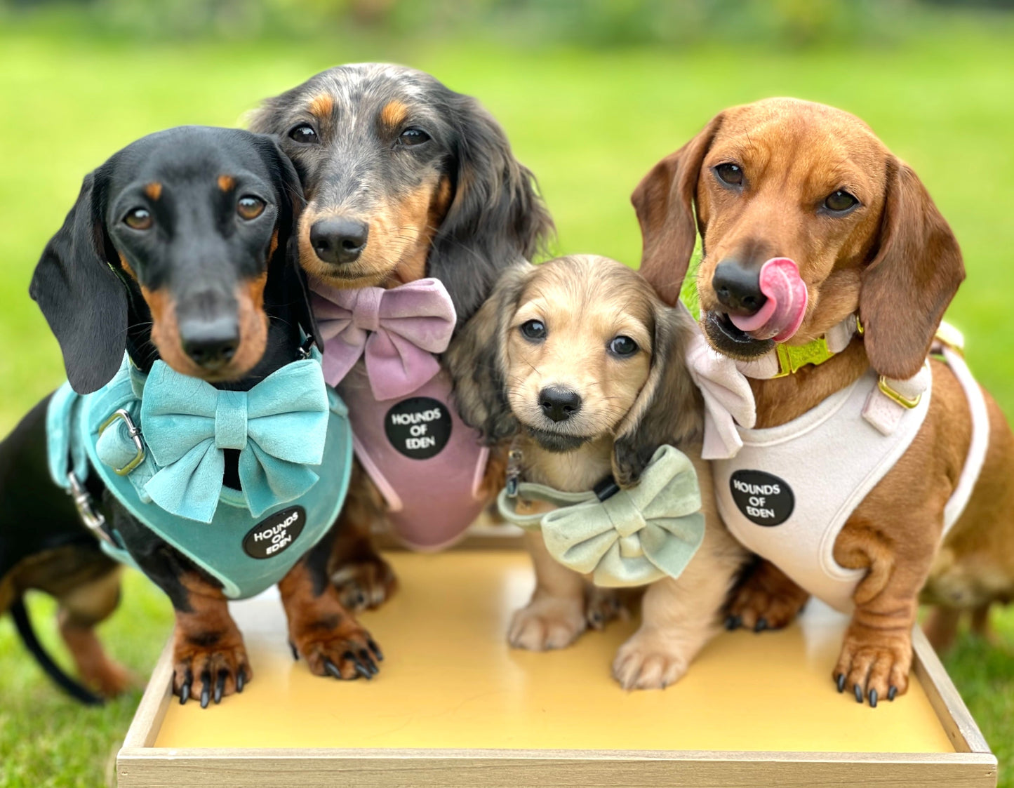 Lilac Dreams - Lilac Velvet Dog Harness with Rose Gold Metal Hardware