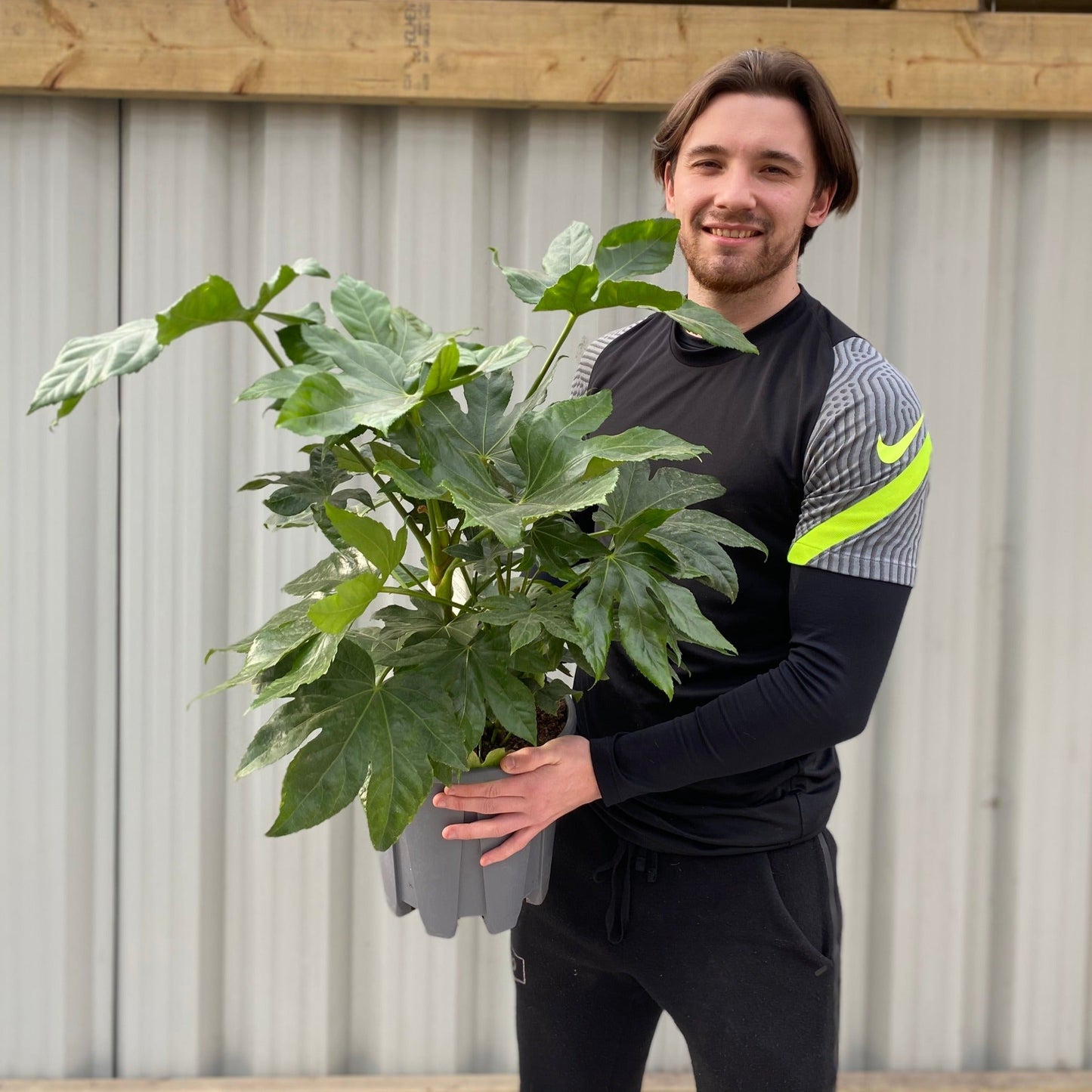 Fatsia japonica 70-80cm (3L)