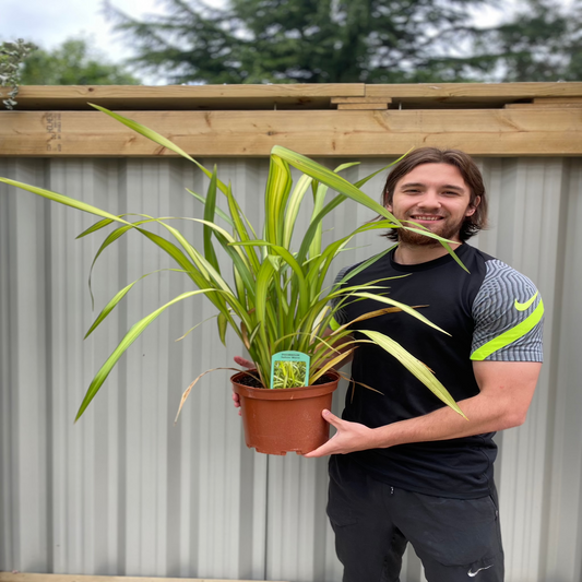 Phormium 'Yellow Wave' 9cm / 5L