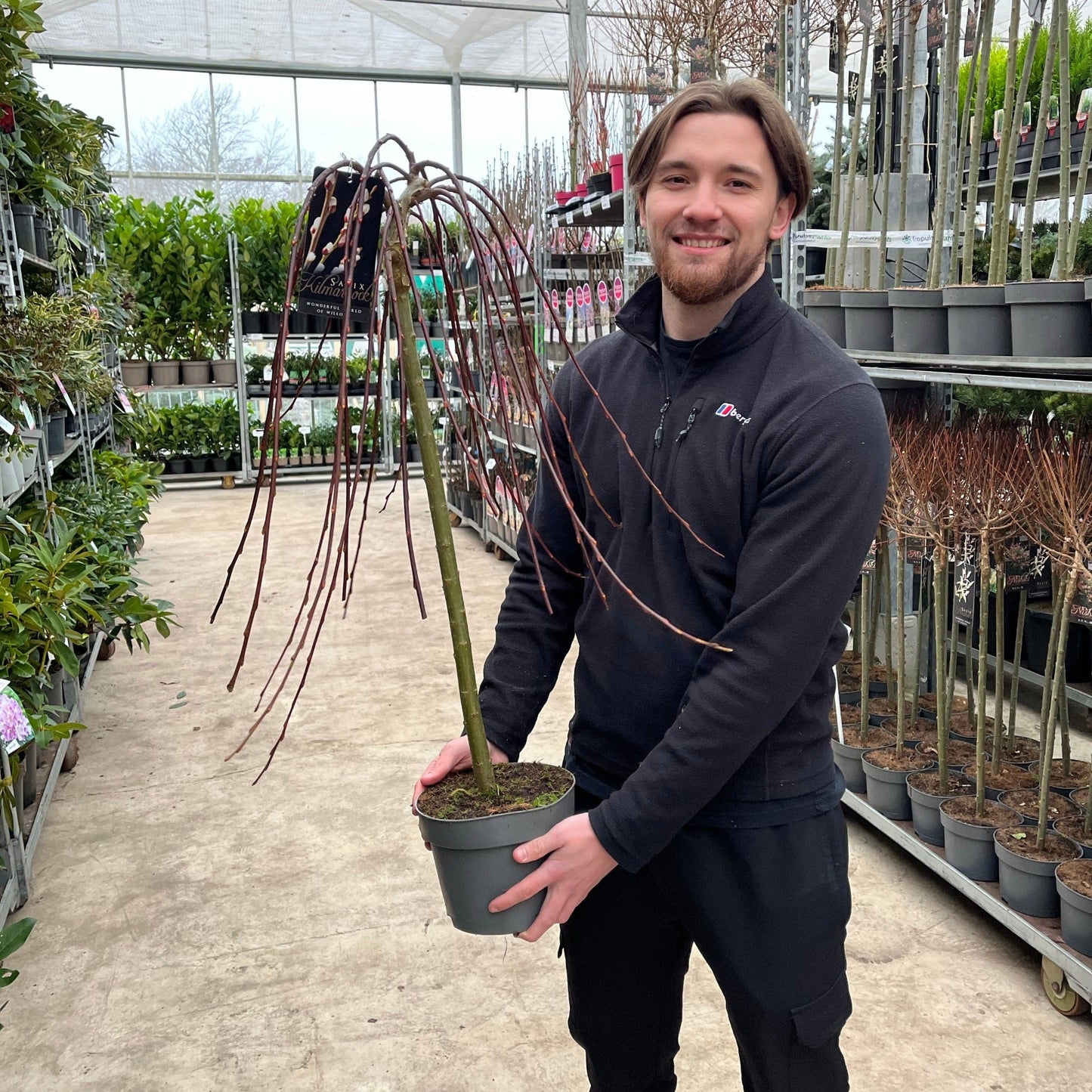 Salix 'Kilmarnock' Weeping Willow Standard