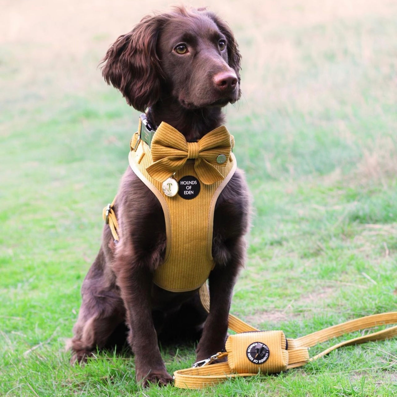 Mustard Yellow Corduroy Collar
