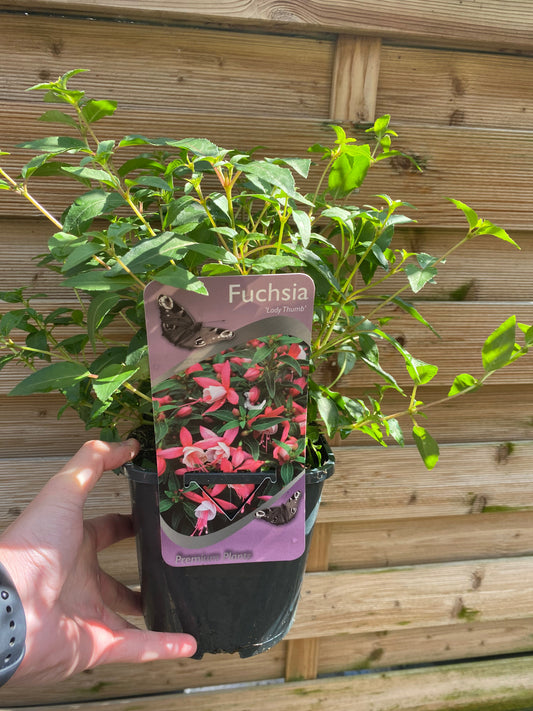 Hardy Fuchsia 'Lady Thumb' 9cm / 2L
