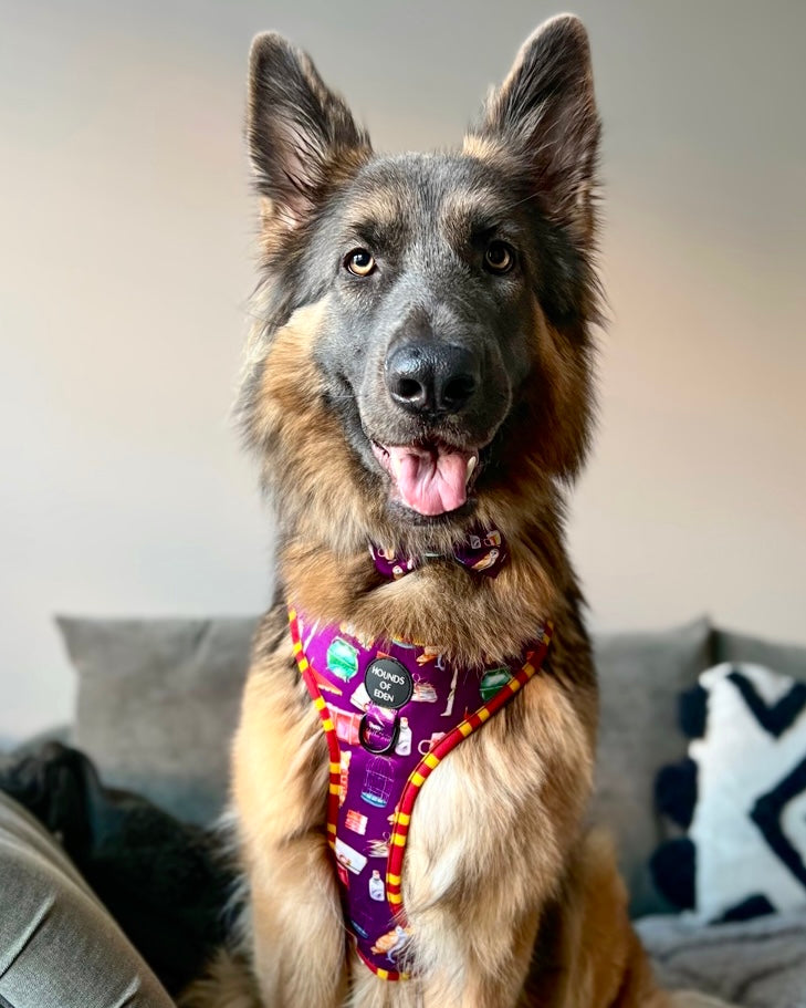 Harry Pawter Design Dog Collar