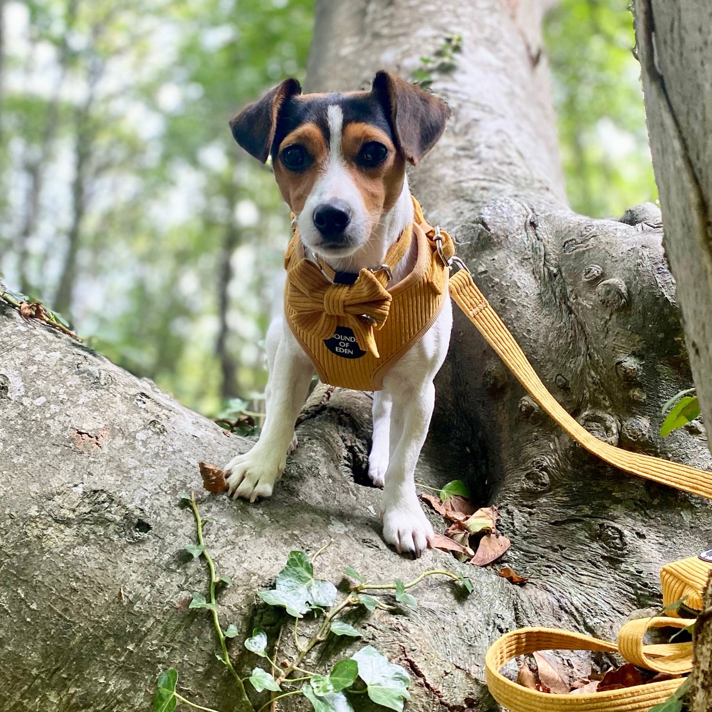 Mustard Yellow Corduroy Collar