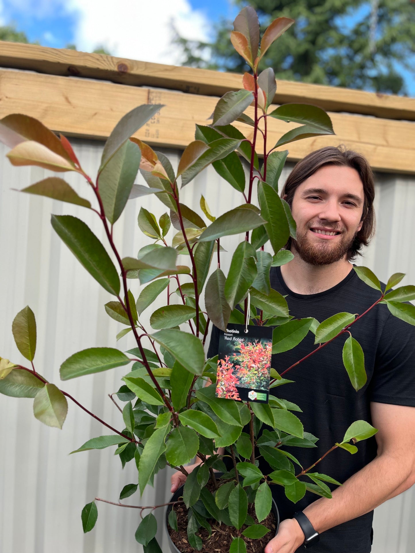 Photinia x fraseri 'Red Robin'