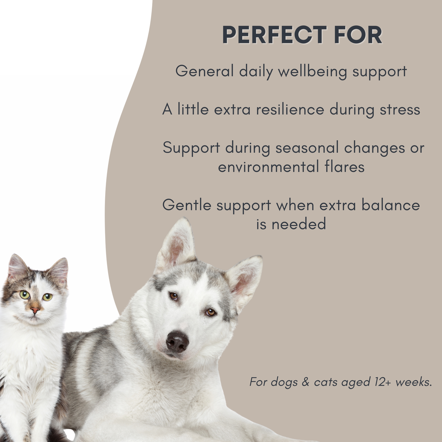 Shanzi Naturals – Immune Support Tincture For Dogs & Cats