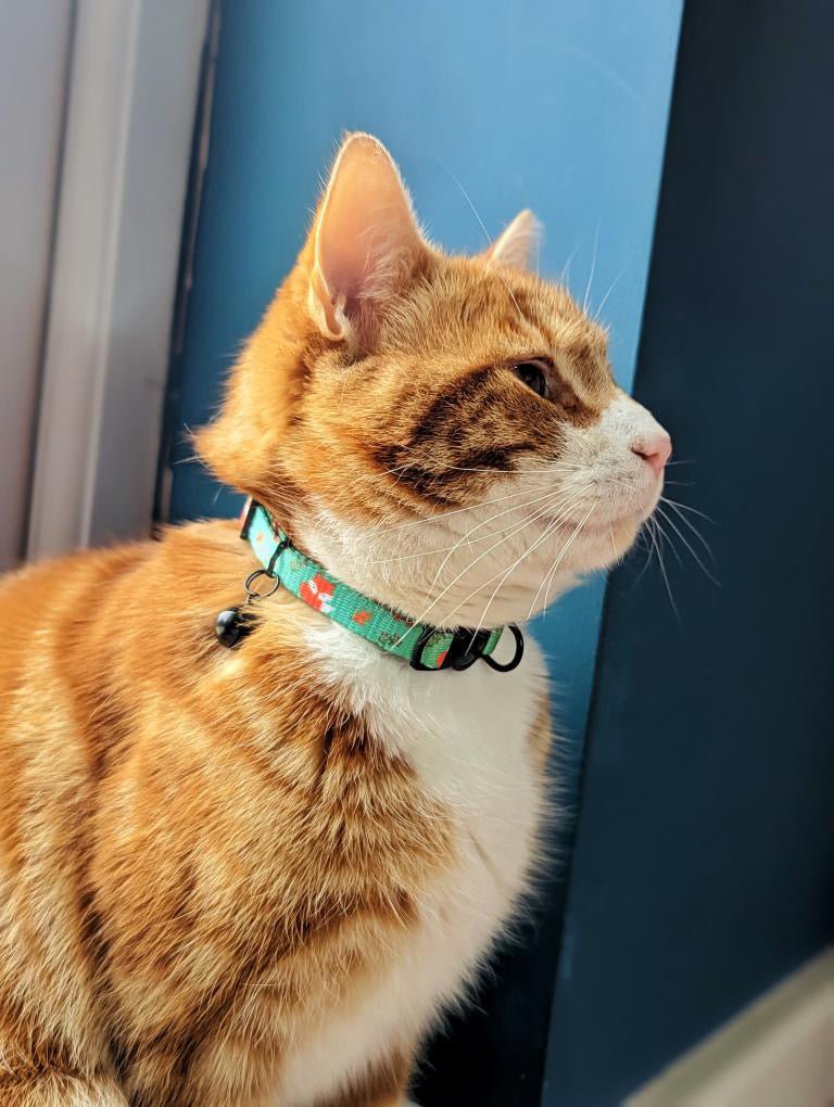 Inquisitive Fox Cat Collar