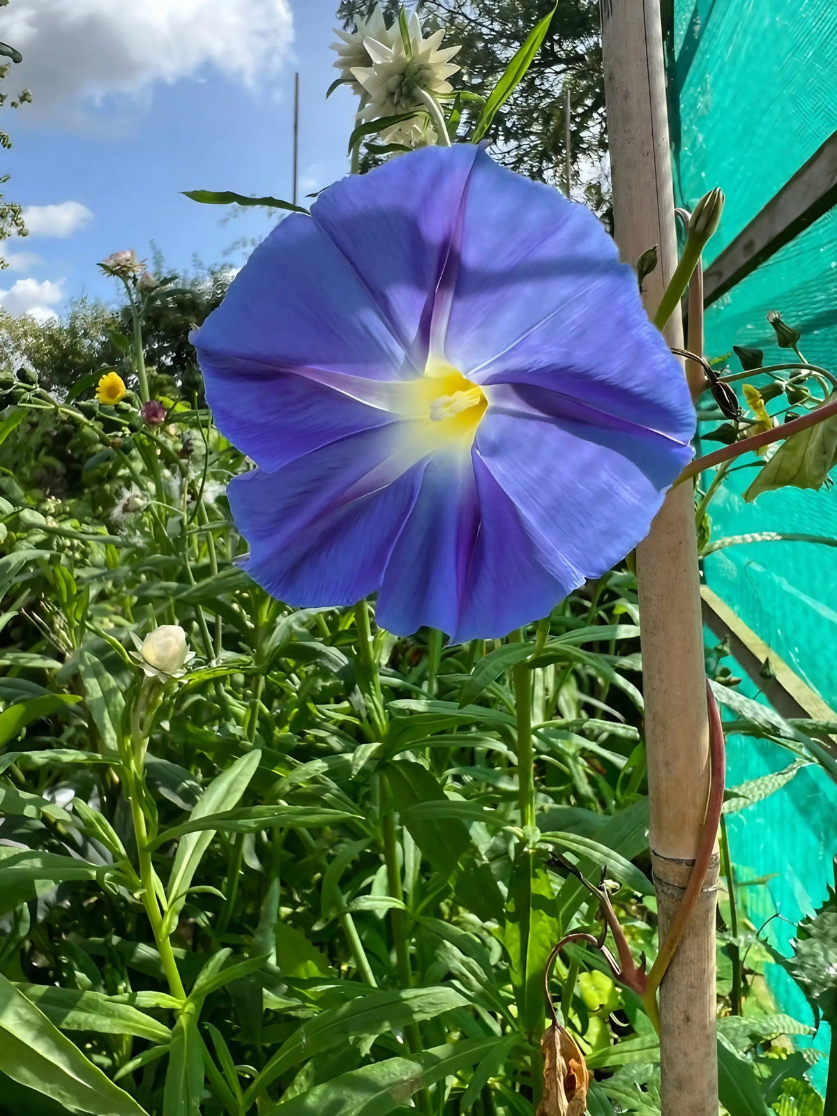 Ipomoea Heavenly Blue