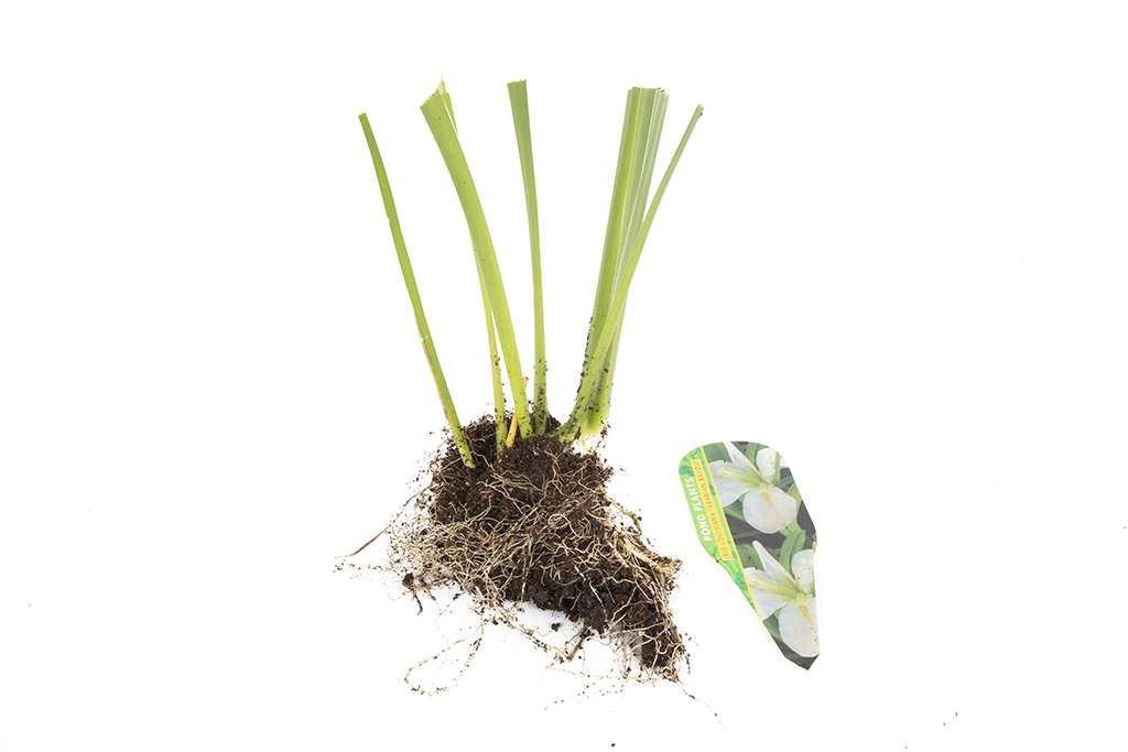 Iris louisiana ‘Arabian Bayou’ - Marginal Pond Plants - MP051