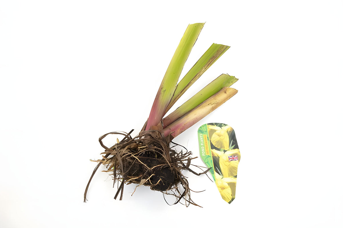 Pond Starter Packs - Pond topup Packs - Oxygenating - Compost and Pots Potted