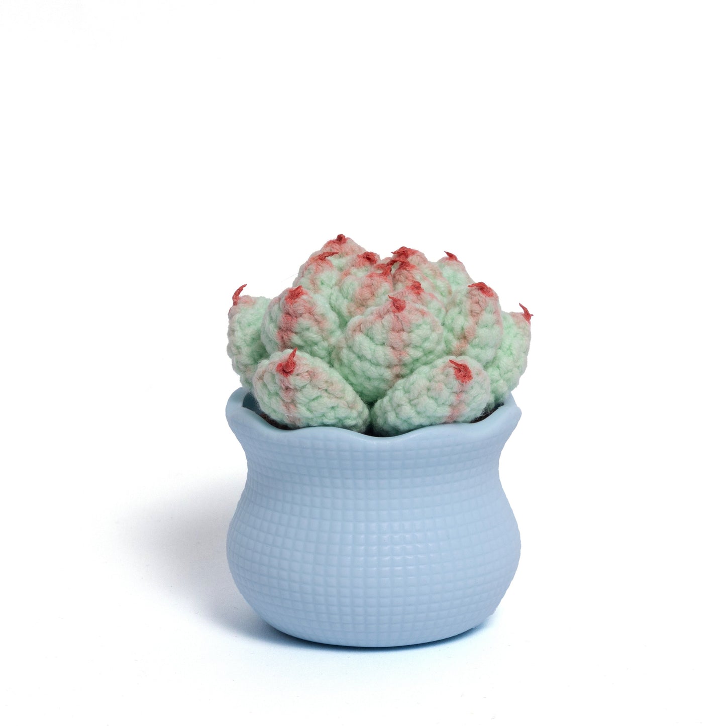 Tranquil Succulent Garden Collection