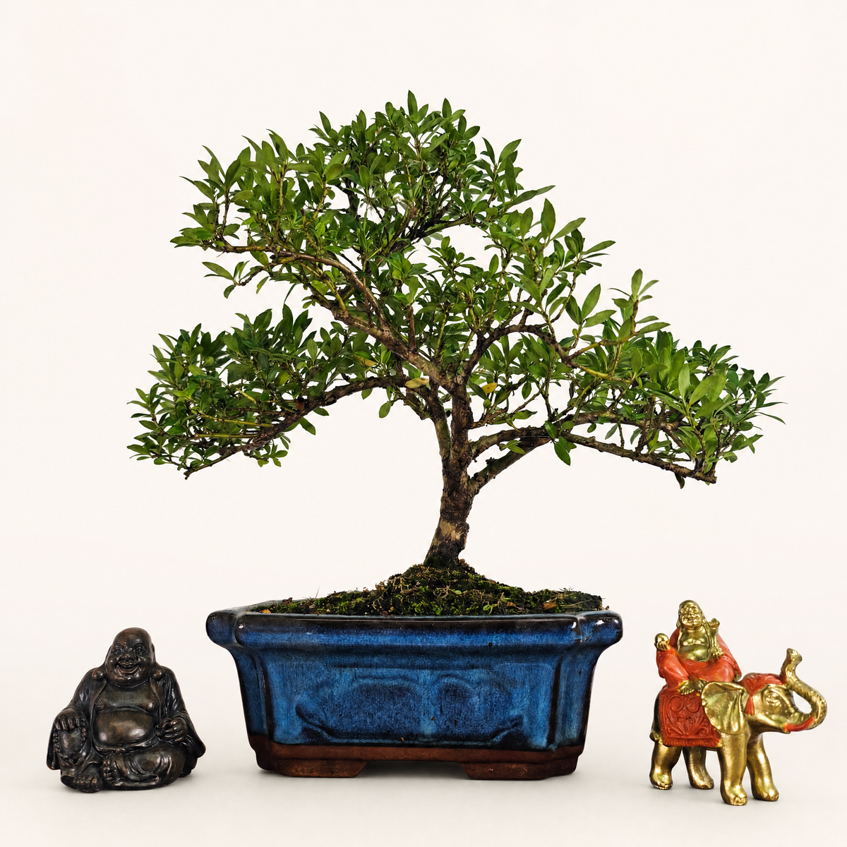 Japanese Holly (Ilex Crenata) Bonsai Tree | Shaped | In 20cm Pot